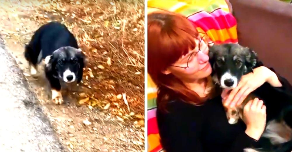 Una triste perrita arrollada junto a su hermanito vuelve a la vida cuando se acercan a ayudarla