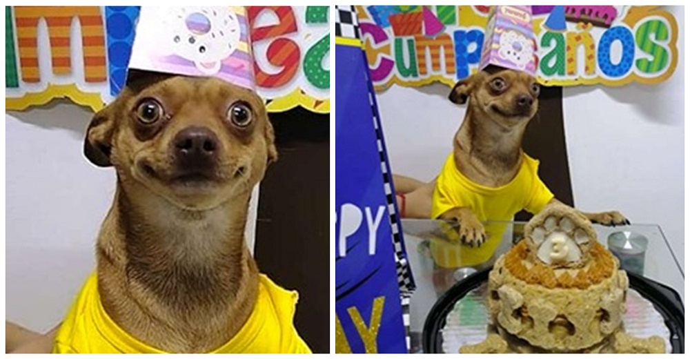 Un feliz perrito se hace viral al mostrar su sonrisa porque se acordaron de su cumpleaños Un feliz perrito se hace viral al mostrar su sonrisa porque se acordaron de su cumpleaños