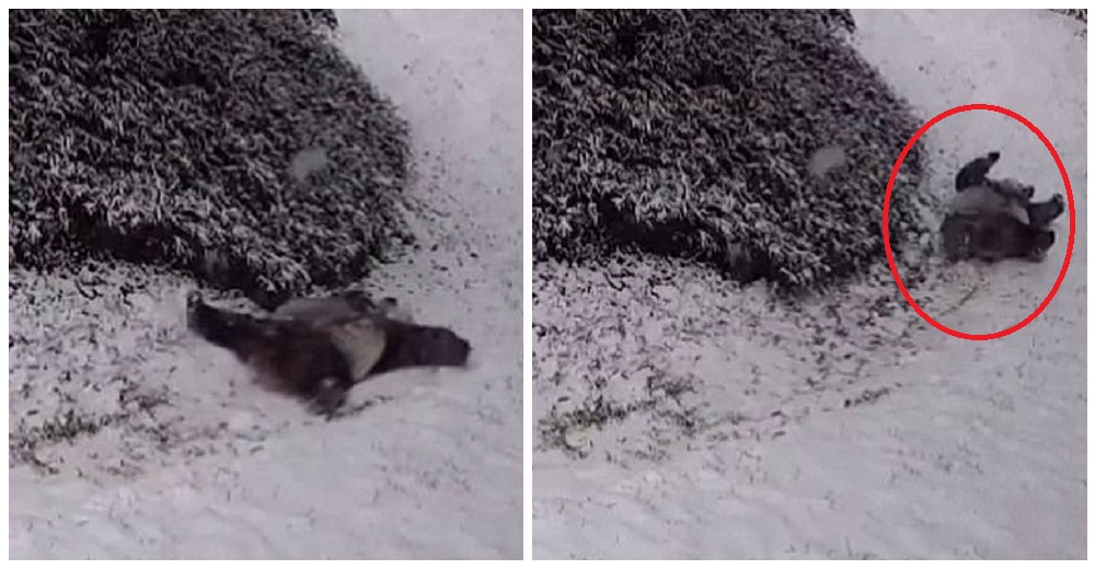 Se quedan desconcertados al ver a una familia de osos panda que fue grabada en la nieve