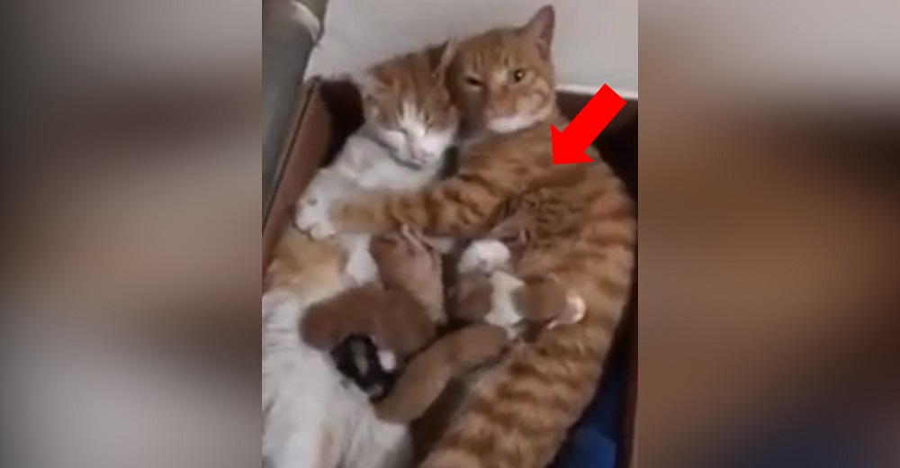 Graban a un padre ejemplar junto a su esposa mientras amamanta a sus bebés Graban a un padre ejemplar junto a su esposa mientras amamanta a sus bebés