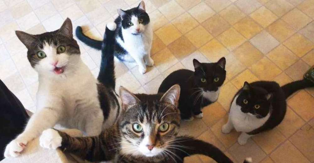 Cineasta vuelve a hacerse viral 3 años después de adoptar a los gatitos que halló bajo su cama Cineasta vuelve a hacerse viral 3 años después de adoptar a los gatitos que halló bajo su cama