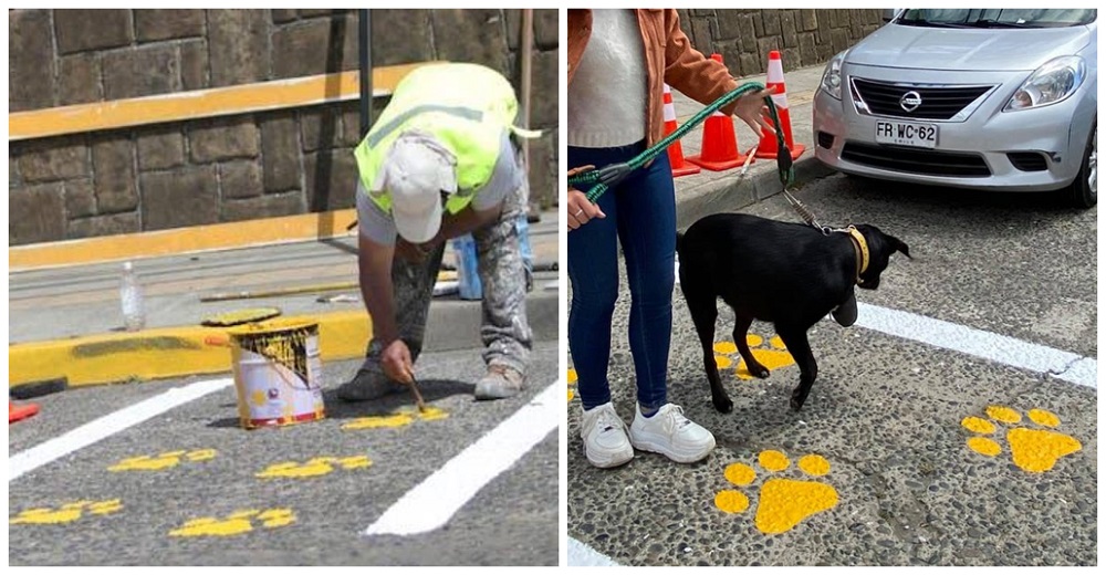 Captan a obreros pintando un extraño paso peatonal y los perritos pueden respirar en paz Captan a obreros pintando un extraño paso peatonal y los perritos pueden respirar en paz