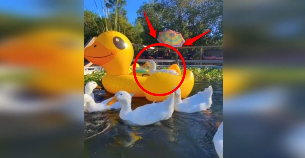 Es el único pato que no sabe nadar y se enorgullece mostrando su flotador gigante