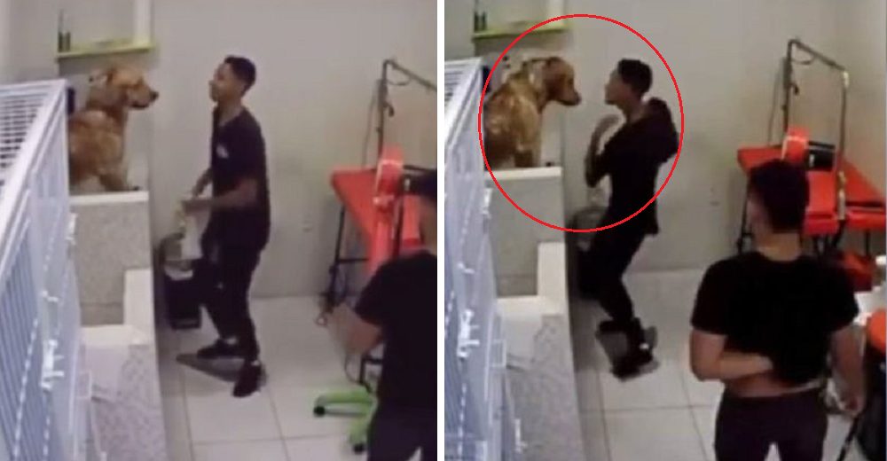 Graban al empleado de una peluquería canina y los dueños de los perros quedan desconcertados Graban al empleado de una peluquería canina y los dueños de los perros quedan desconcertados