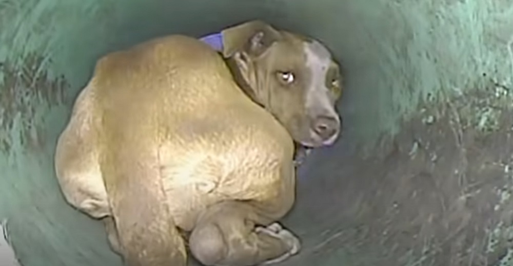 Rescatan a la perrita que lloró una semana rogando ayuda desde el fondo de una alcantarilla Rescatan a la perrita que lloró una semana rogando ayuda desde el fondo de una alcantarilla