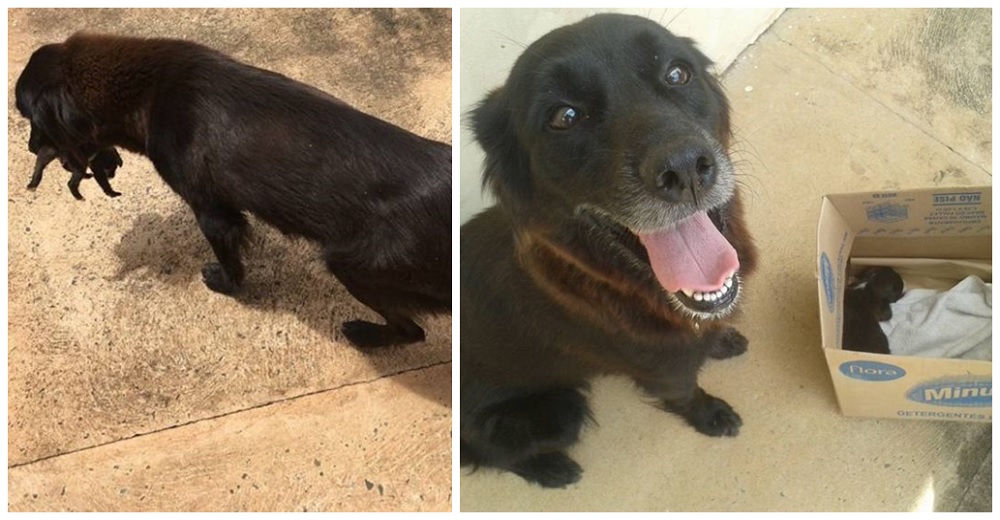 Ven a una perrita corriendo con un cachorrito inmóvil en el hocico tras salvarlo de la basura Ven a una perrita corriendo con un cachorrito inmóvil en el hocico tras salvarlo de la basura