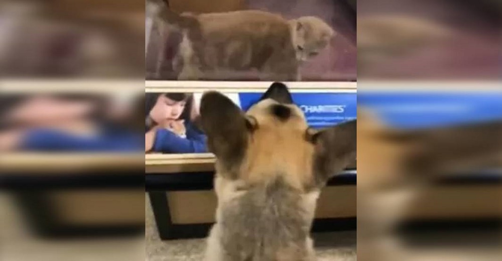 Una perrita ve a un gatito a través de la vitrina y suplica a sus padres que lo adopten Una perrita ve a un gatito a través de la vitrina y suplica a sus padres que lo adopten