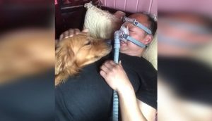 Graban a un devastado perrito cuando comprende que su dueño está sufriendo