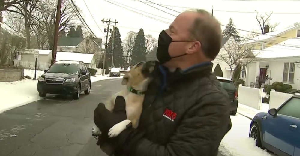Un adorable perrito salta a los brazos de un reportero durante una transmisión en vivo Un adorable perrito salta a los brazos de un reportero durante una transmisión en vivo