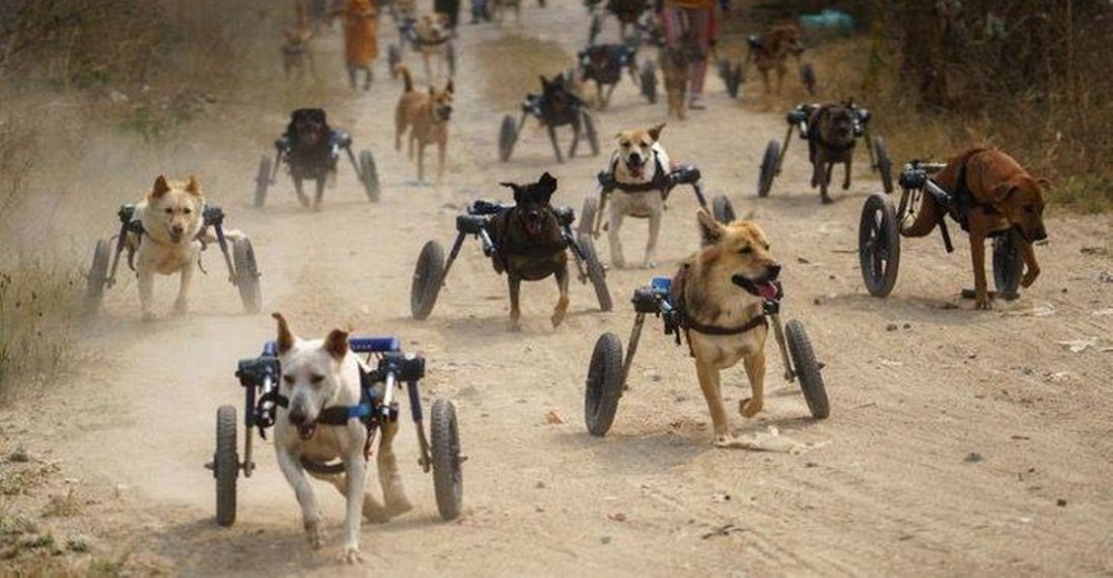 Un empresario pasea cada día a todos los perritos discapacitados que cuida