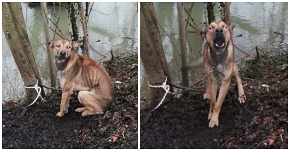 Liberan a un triste perrito esquelético atado a un árbol temblando de frío, pero él reacciona