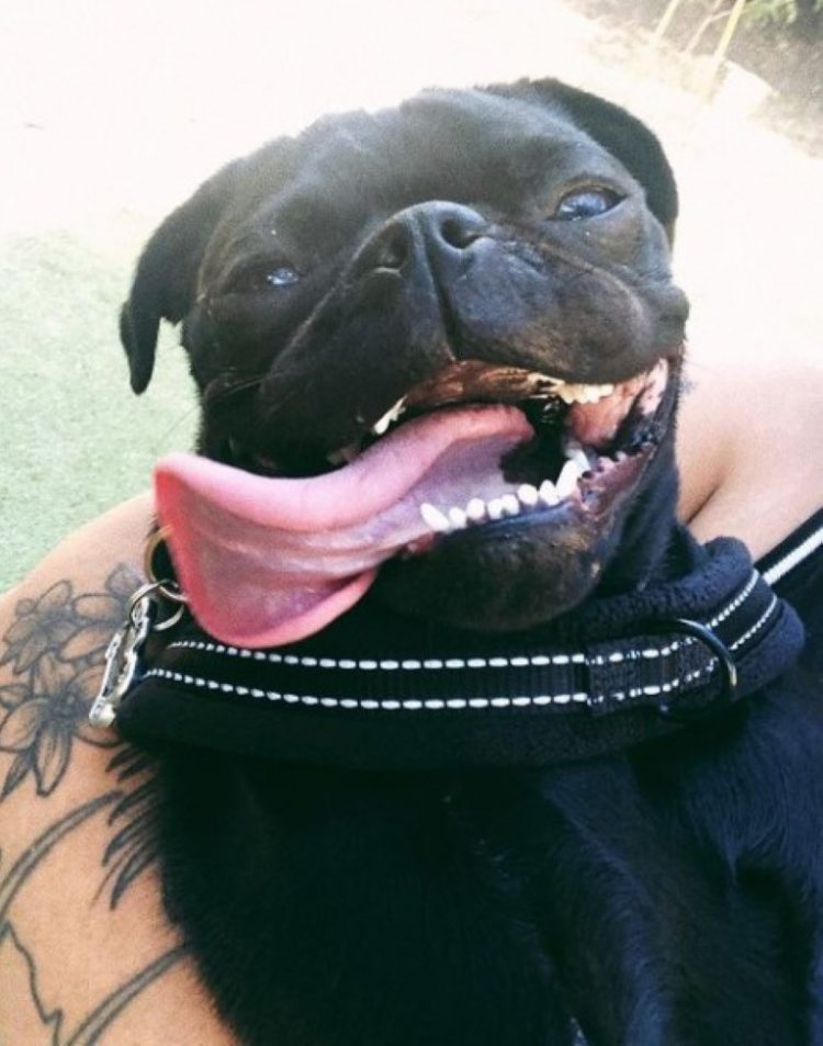 Perrito que detesta la hora del baño se arma de valor para apoyar a su