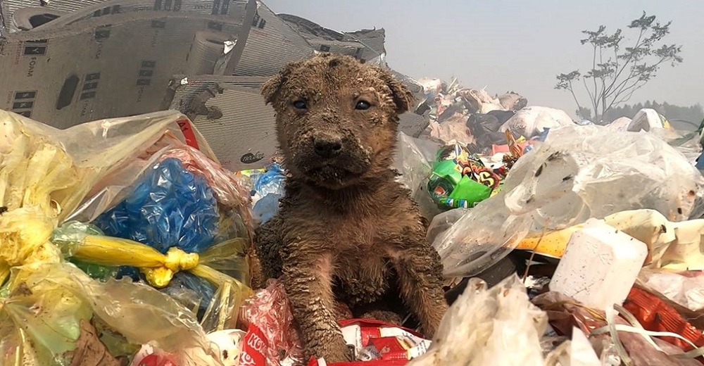 Cachorrito luchaba por su vida tras ser arrojado en un enorme vertedero sin que nadie lo notara