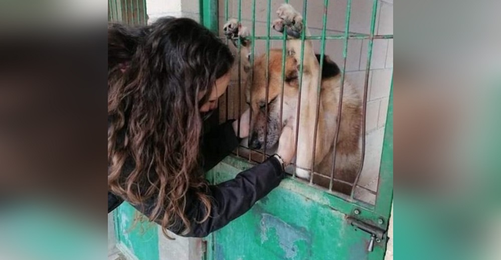 Un perrito cabizbajo y derrotado a la espera de ser adoptado detrás de una reja se hace viral