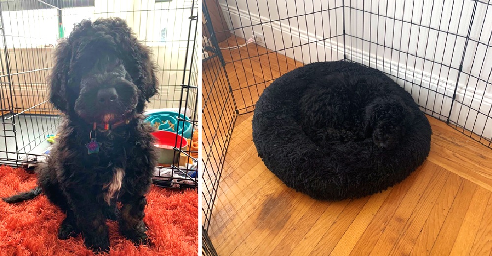 Llora por su perrito perdido y la foto de su camita «vacía» se hace viral Llora por su perrito perdido y la foto de su camita «vacía» se hace viral