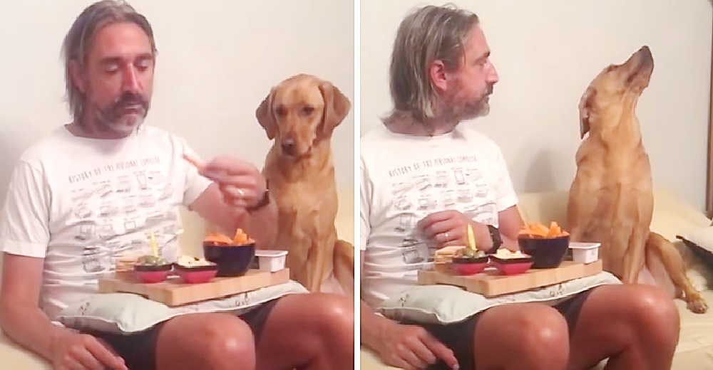 Graban al dramático perrito obligado a fingir cuando su dueño lo mira y se hace viral Graban al dramático perrito obligado a fingir cuando su dueño lo mira y se hace viral
