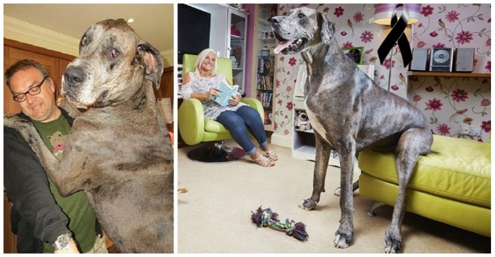 Lloran la muerte del perro más alto del mundo y de corazón más grande que se haya conocido