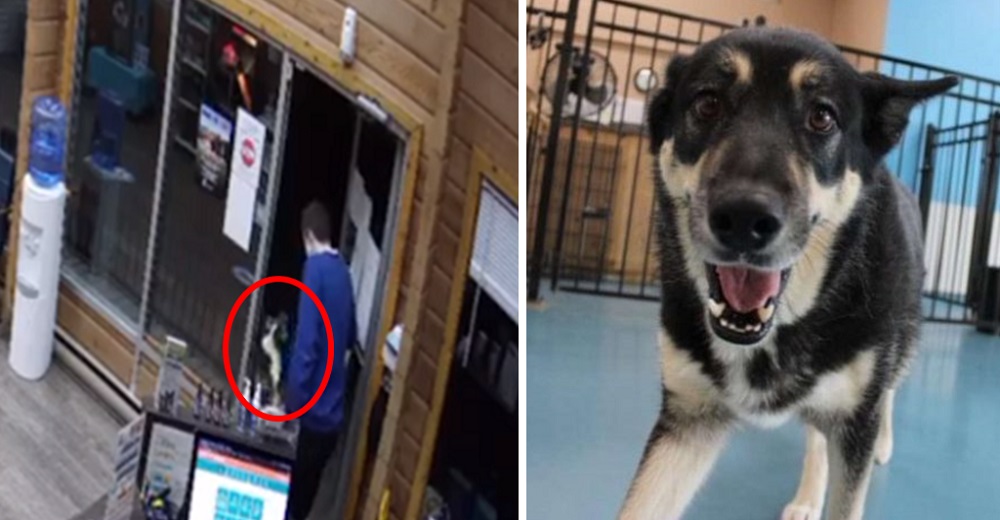 Cámaras de seguridad graban a una perrita golpeando la puerta de su guardería con urgencia Cámaras de seguridad graban a una perrita golpeando la puerta de su guardería con urgencia