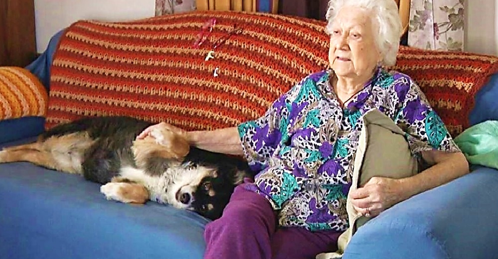 Una perrita es nombrada como la única heredera de los 5 millones de dólares de su dueño fallecido Una perrita es nombrada como la única heredera de los 5 millones de dólares de su dueño fallecido