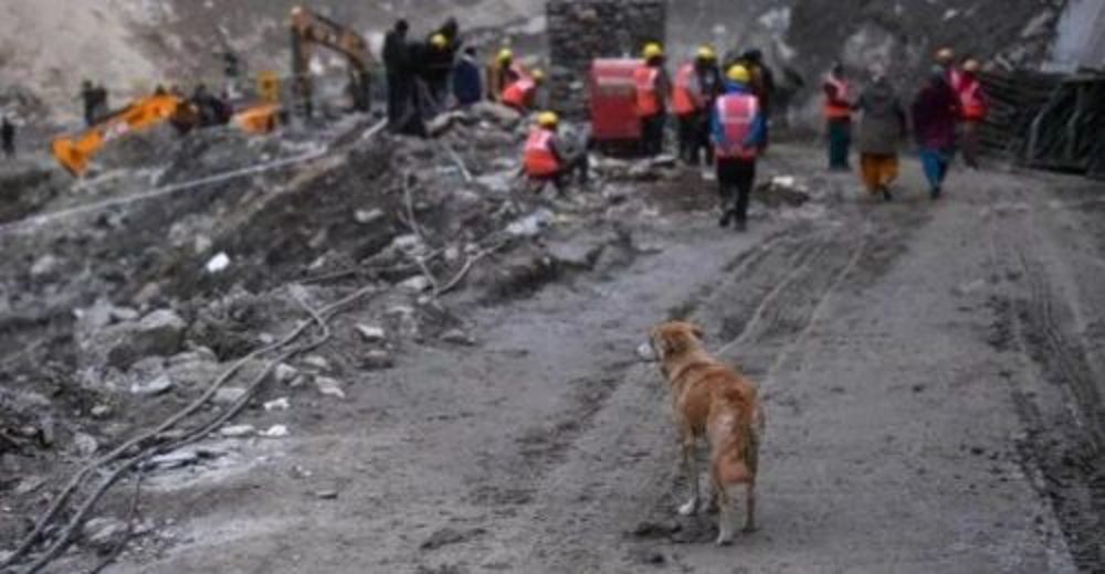 Perrita esperó un milagro buscando desesperada a sus cachorritos en el desplome de un glaciar