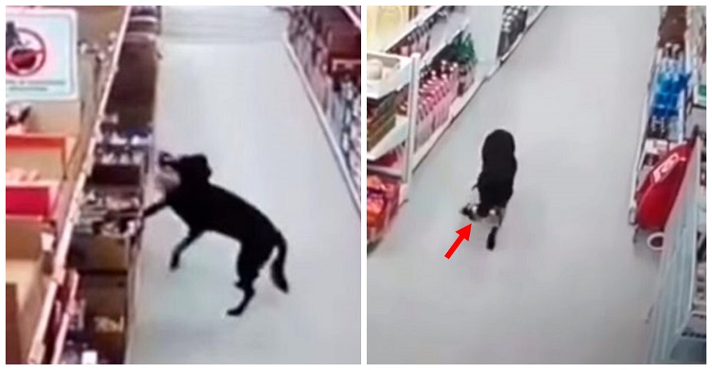 Cámaras de seguridad graban al perrito hambriento que robó comida en los ojos del vigilante Cámaras de seguridad graban al perrito hambriento que robó comida en los ojos del vigilante