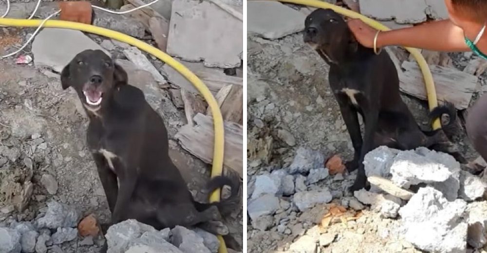 Todos veían a esta perrita sonriente y batiendo la cola sin sospechar el gran dolor que escondía