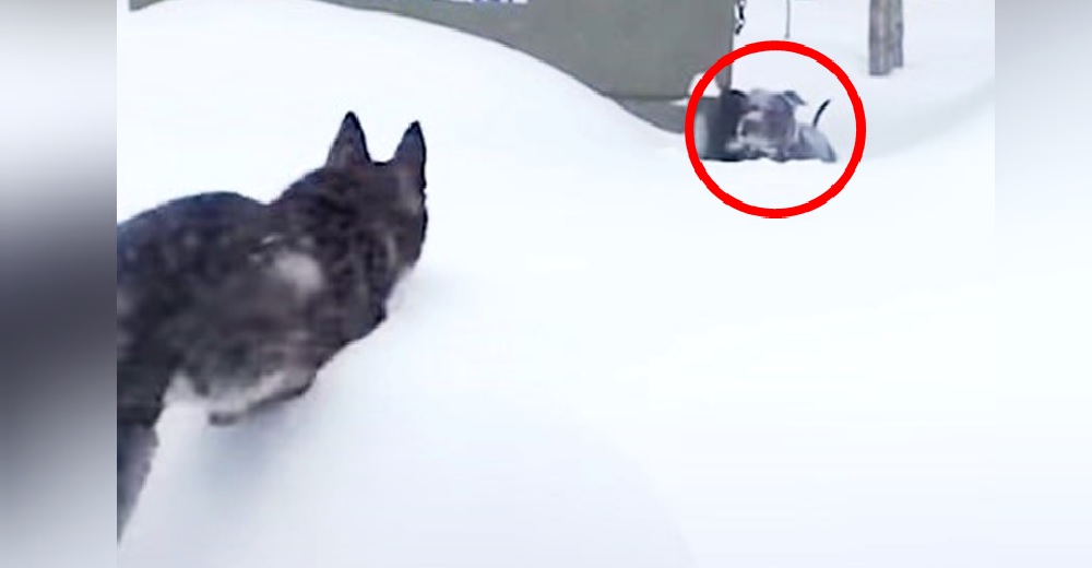 Pitbull enterrada en la nieve suplica ayuda y la acción inmediata de otro perrito se hace viral Pitbull enterrada en la nieve suplica ayuda y la acción inmediata de otro perrito se hace viral