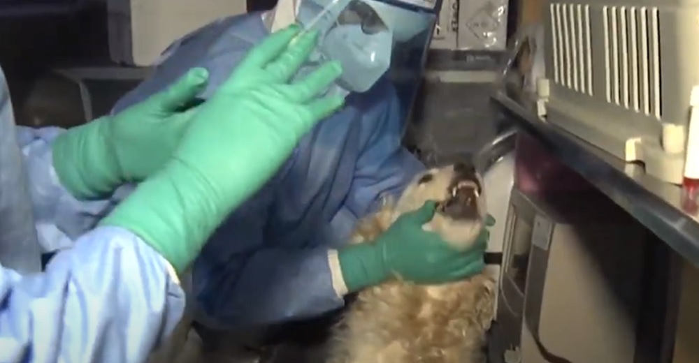 Difunden el video de la primera prueba de PCR a mascotas presuntamente contagiadas de Covid