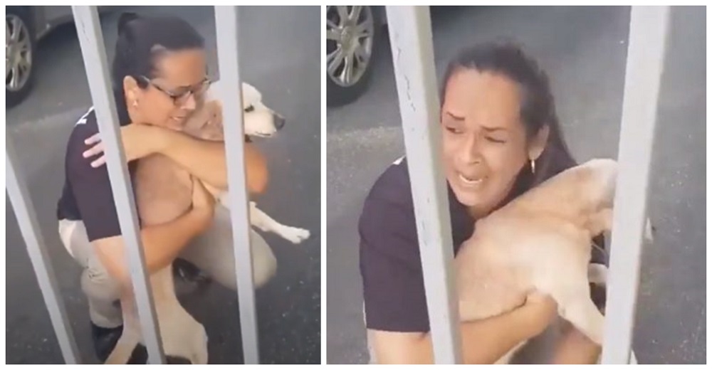 «Ay, Dios mío» – Graban a una mujer llorando desconsoladamente mientras abraza a su perrito