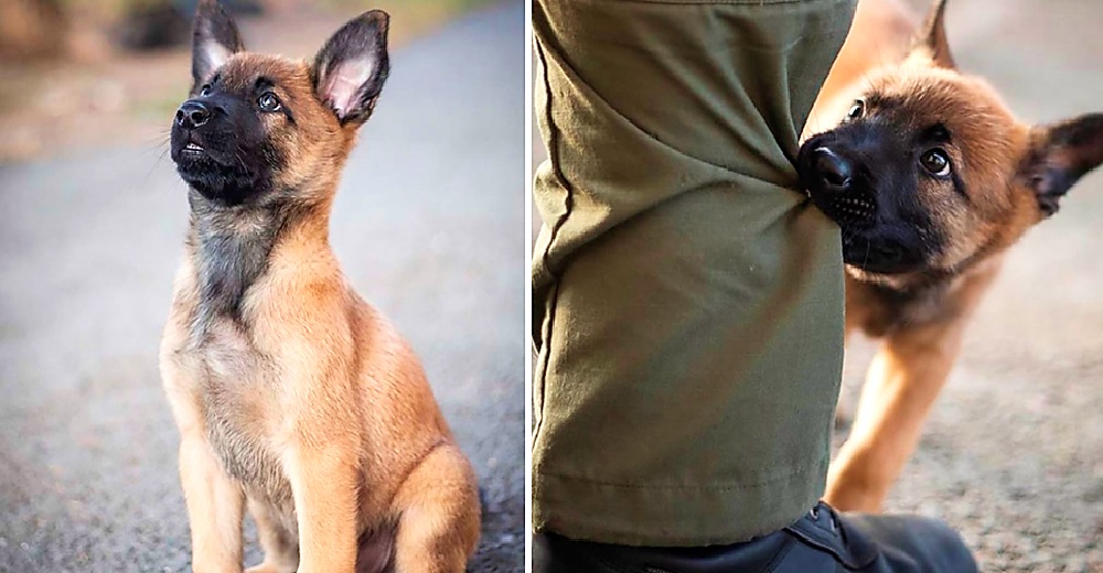 Cachorro que se convertirá en un valiente policía tiene a todos rendidos ante sus patitas Cachorro que se convertirá en un valiente policía tiene a todos rendidos ante sus patitas