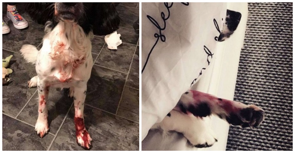 Cuando llegan a casa encuentran a su perrito en una preocupante escena Cuando llegan a casa encuentran a su perrito en una preocupante escena