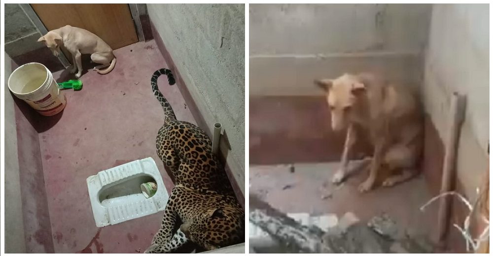 Un perrito es encerrado por horas en un baño con un leopardo, pero su inteligencia lo salvó