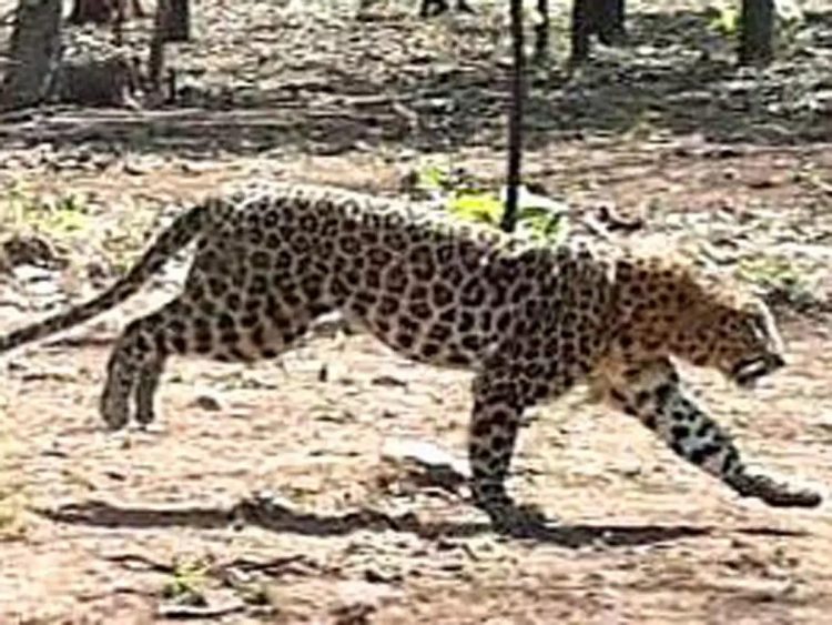 leopardo