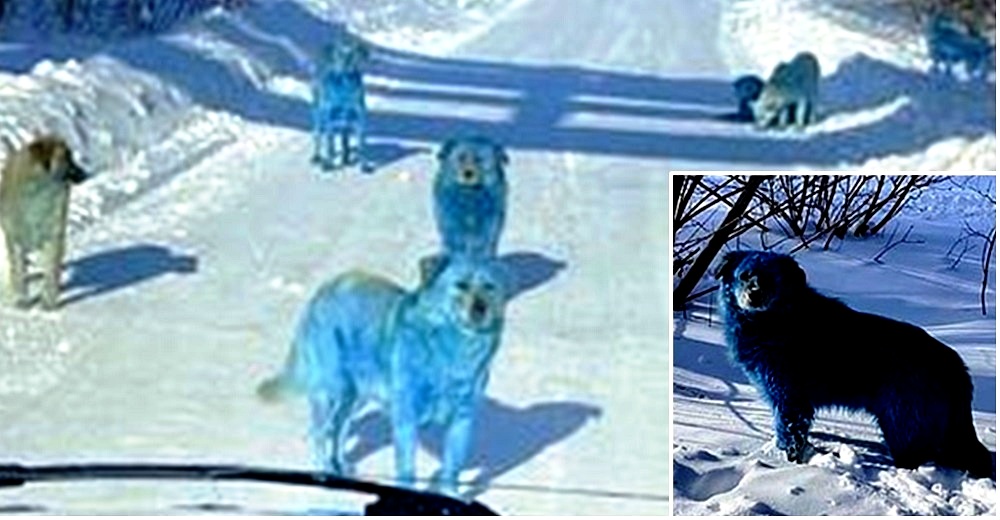 Autoridades luchan por descubrir la causa del extraño color azul en decenas de perros callejeros