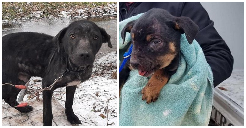 8 cachorritos desnutridos luchaban por su vida tras ser abandonados en plena tormenta de nieve