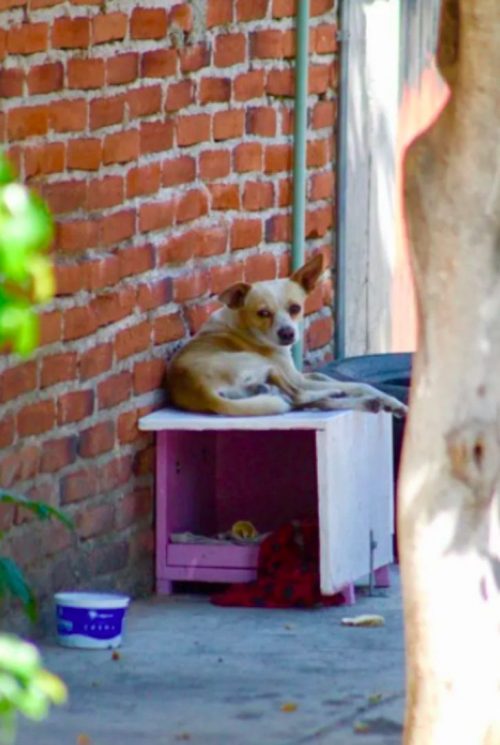 perrito callejero