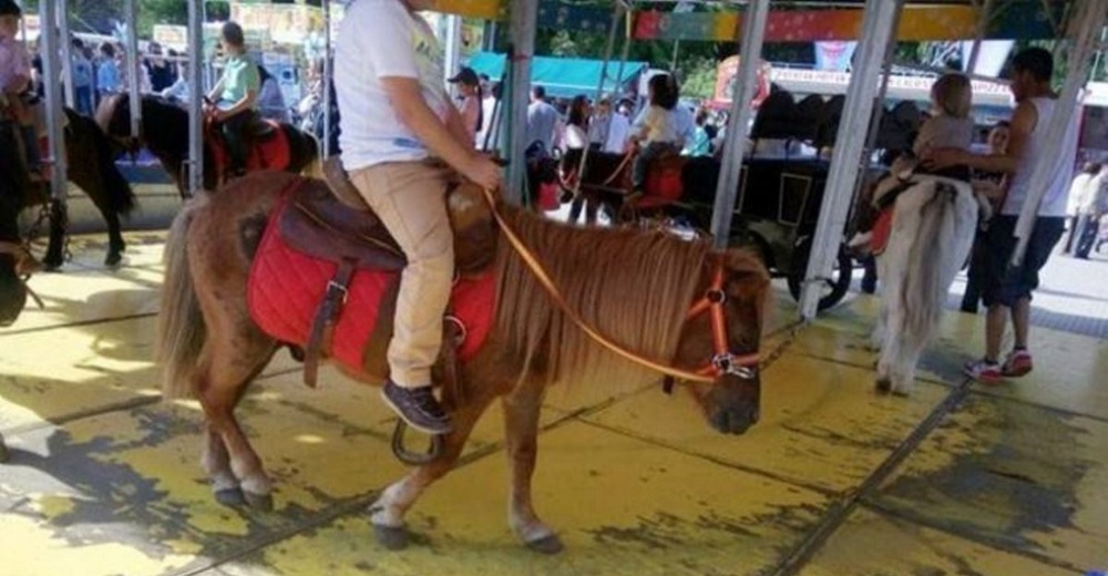 Nueva ley prohíbe para siempre que los ponis sean utilizados para entretener a los humanos