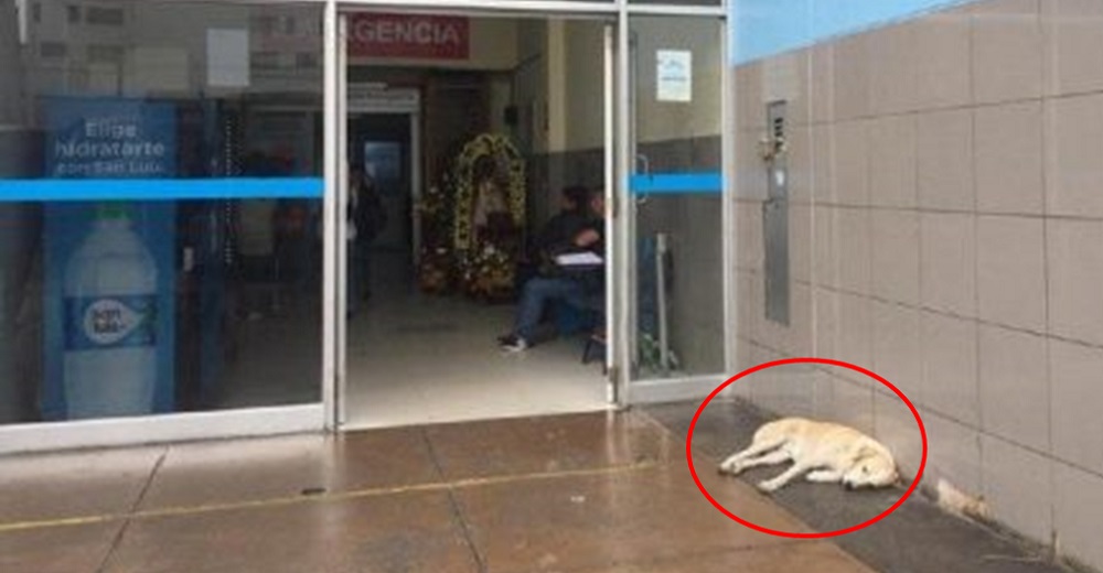 Captan a un perro afligido que sigue esperando a su dueño afuera del hospital, pero nunca saldrá