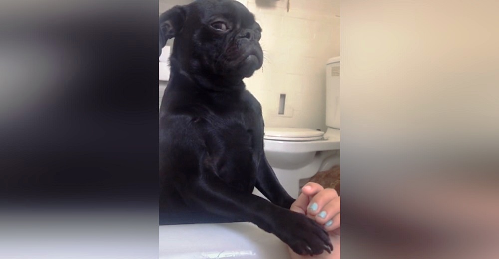 Perrito que detesta la hora del baño se arma de valor para apoyar a su madre cuando es su turno Perrito que detesta la hora del baño se arma de valor para apoyar a su madre cuando es su turno