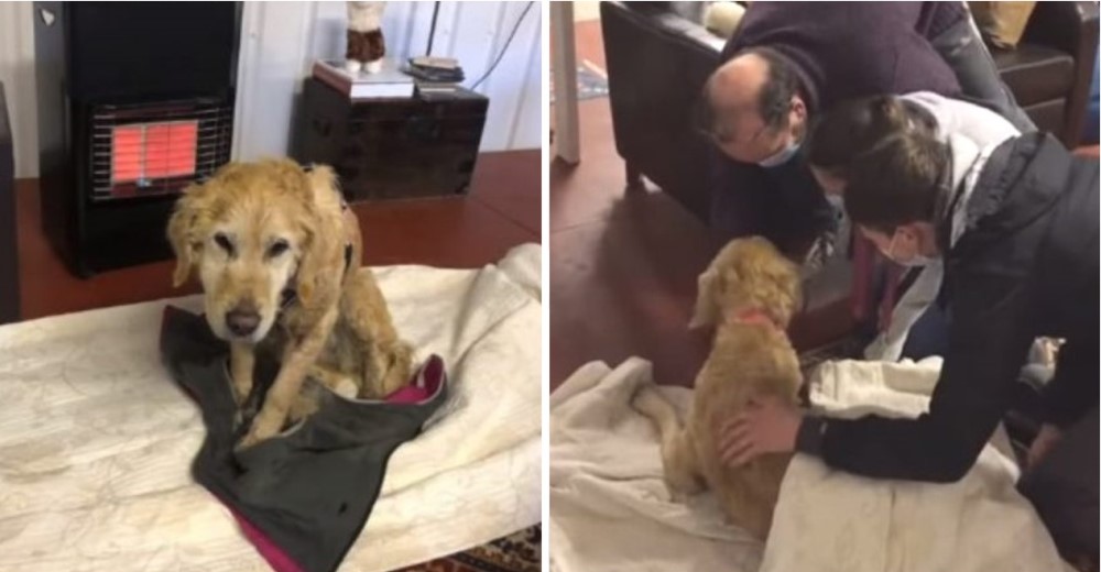 Una pareja de médicos salva a una agotada perrita que tenía semanas perdida en la montaña Una pareja de médicos salva a una agotada perrita que tenía semanas perdida en la montaña