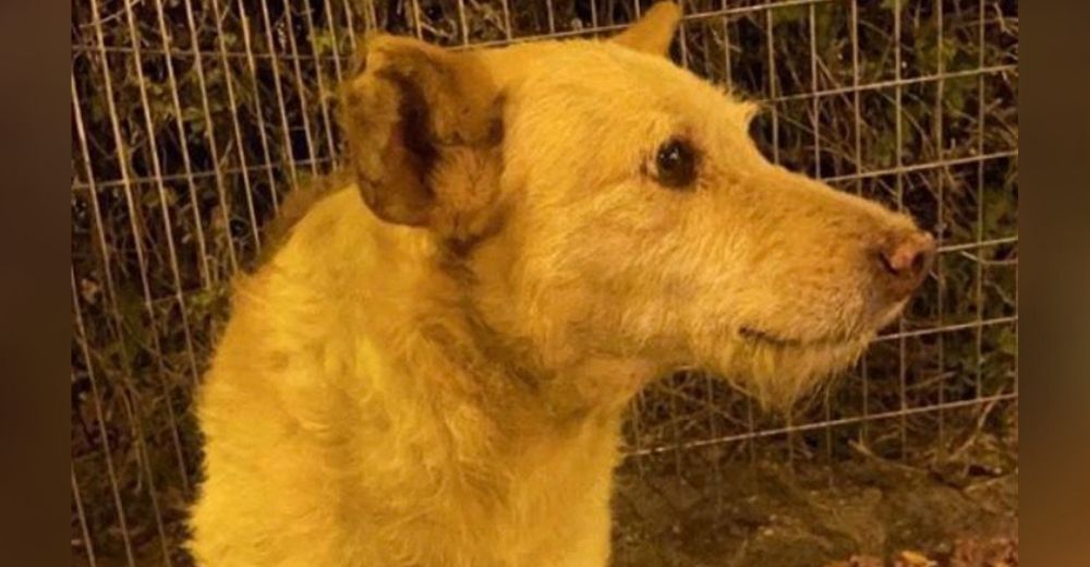 Perro consentido que acabó en la calle escapa de un refugio y recorre 50 km buscando a su dueña Perro consentido que acabó en la calle escapa de un refugio y recorre 50 km buscando a su dueña