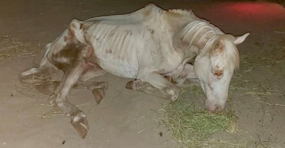 «Me abandonaron como basura y me recogieron como si fuera un tesoro»