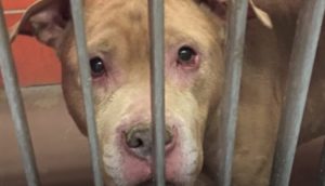 Rescatan al pitbull más lloroso abandonado en una fría jaula para darle los mejores últimos días