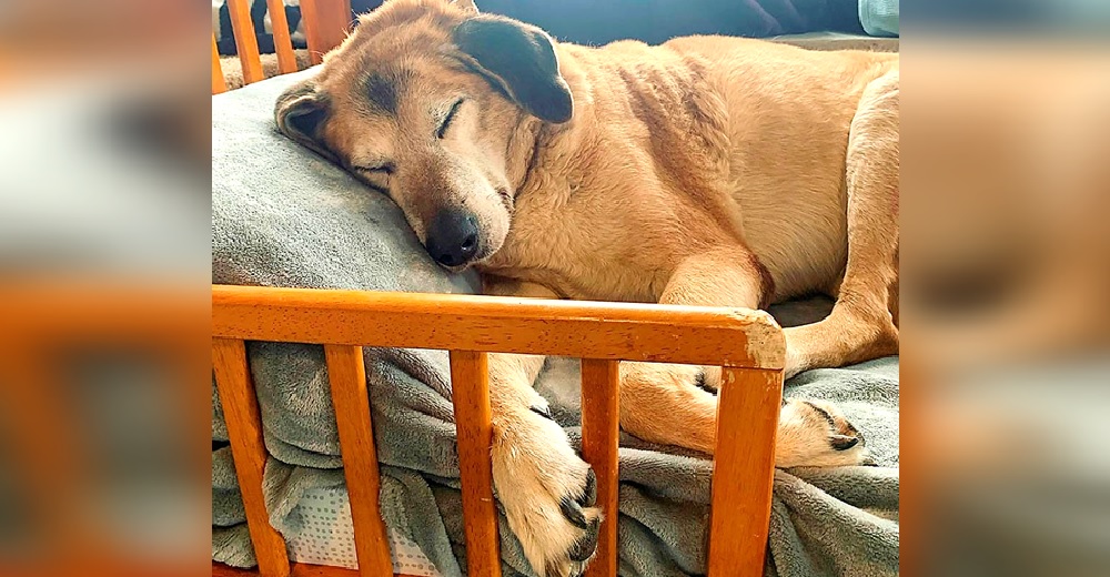 Acuestan a cada perrito del santuario y les dan las buenas noches – «Los arropamos y los amamos» Acuestan a cada perrito del santuario y les dan las buenas noches – «Los arropamos y los amamos»