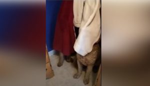 No entendía por qué sus perros no respondían, queda impactada al hallarlos detrás de la cortina