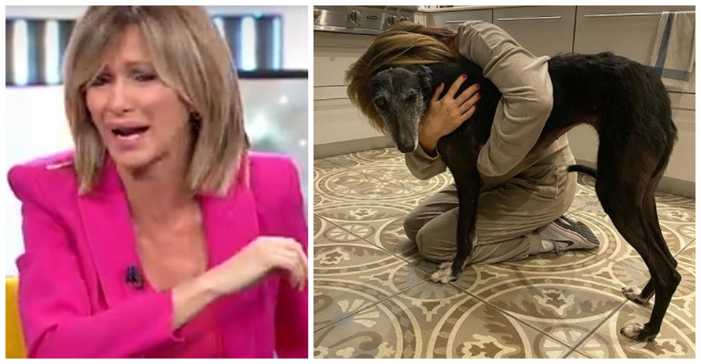 La periodista Susanna Griso llora al recuperar a su perrita de acogida que huyó aterrorizada La periodista Susanna Griso llora al recuperar a su perrita de acogida que huyó aterrorizada