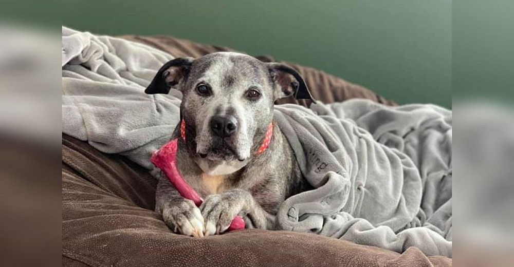 La pitbull a la que nunca se le hizo justicia y pasó 10 años luchando por abandonar un refugio La pitbull a la que nunca se le hizo justicia y pasó 10 años luchando por abandonar un refugio