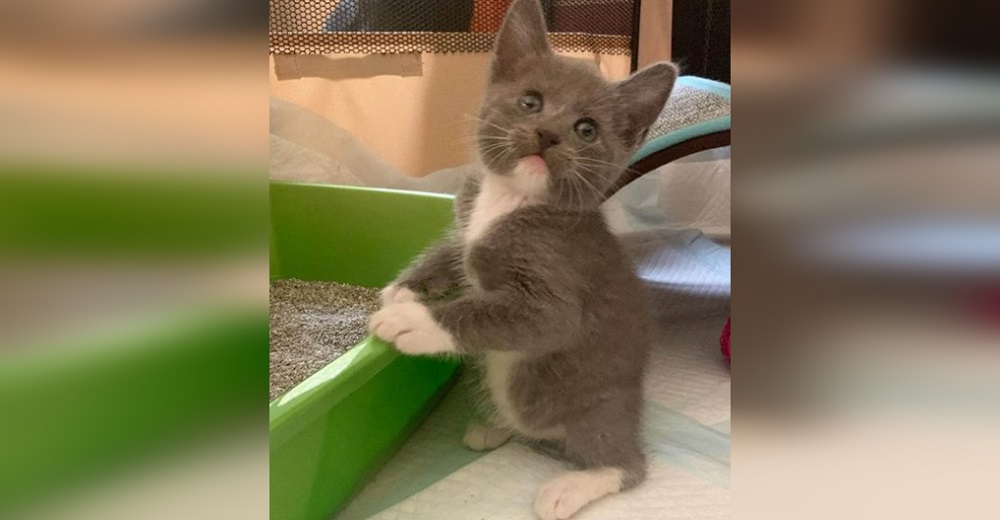 Gatito que nació sin nada de cola no para de saltar como conejito para mostrar su fuerza Gatito que nació sin nada de cola no para de saltar como conejito para mostrar su fuerza