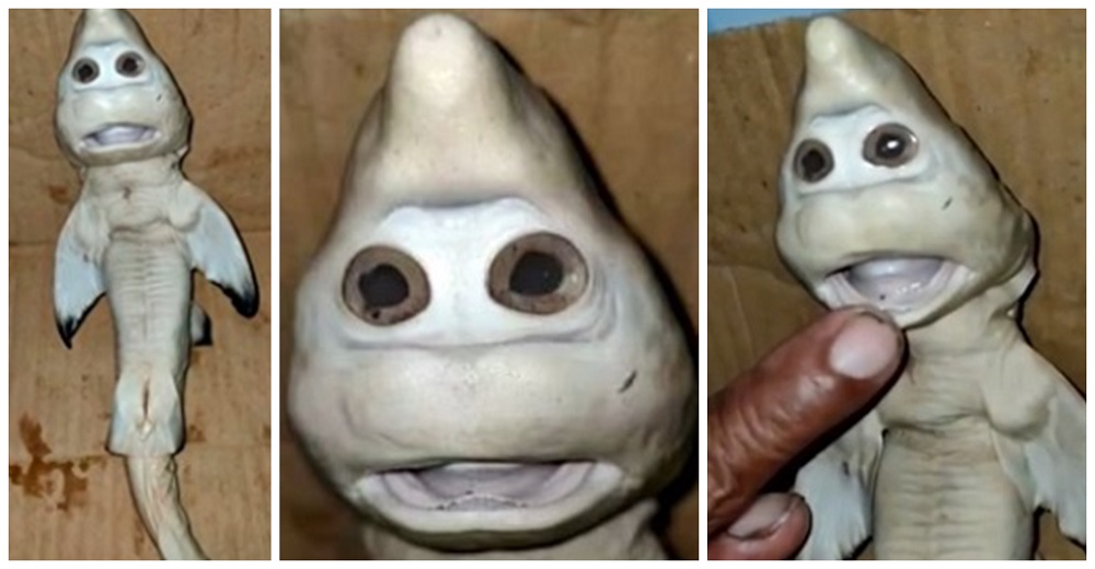 Resuelven el misterio del extraño tiburón bebé con impactante «rostro humano»