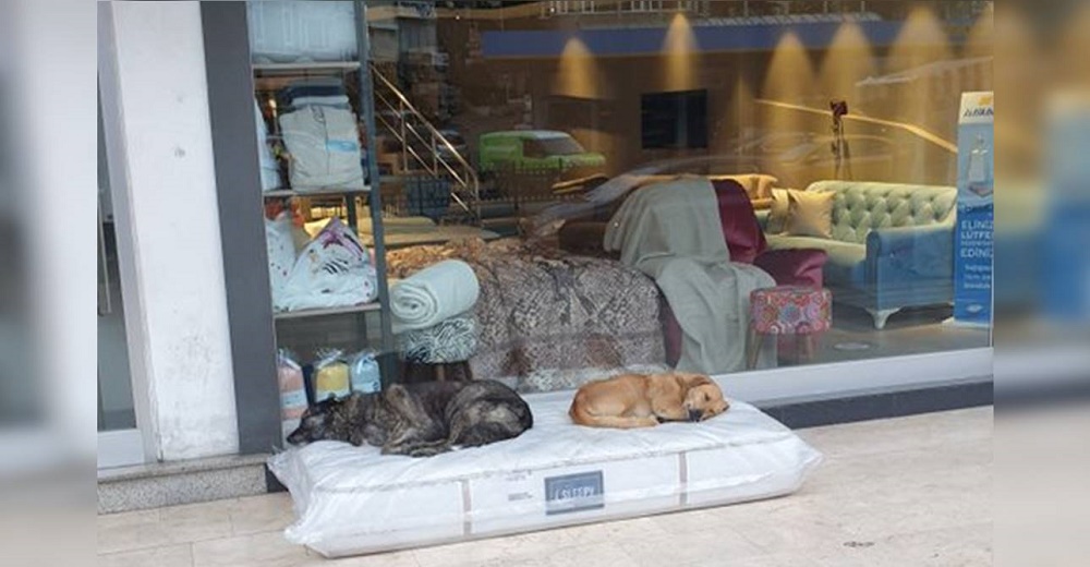 Captan a perritos callejeros durmiendo en el colchón más cómodo afuera de una tienda de muebles Captan a perritos callejeros durmiendo en el colchón más cómodo afuera de una tienda de muebles